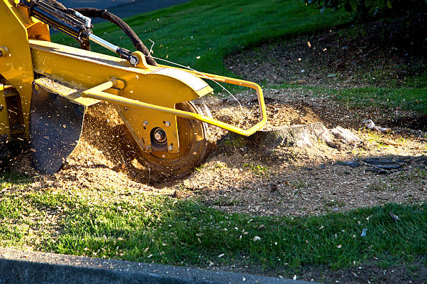 Professional Tree Services in James Island, SC