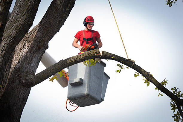 Best Tree Removal  in James Island, SC